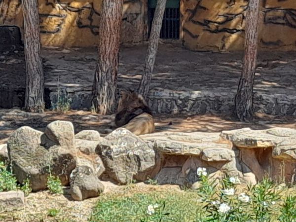 Son Dakika: Video Haber...Gaziantep Hayvanat Bahçesinde Dehşet!2 Aslan Kafesten Kaçtı. Kaçan Aslan Bakıcısını Parçaladı
